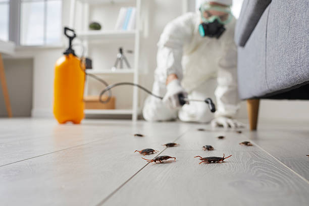 Commercial Rodent Management in Villa Park